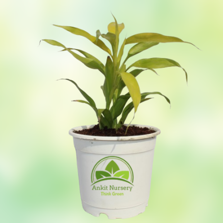 Lucky Bamboo Plant - Home -  - Corporate Office - Plants On Rent - Best Plant Nursery in Noida - Indoor Plants - Vertical Garden