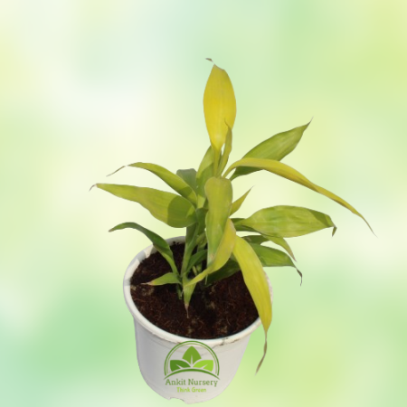 Lucky Bamboo Plant - Home -  - Corporate Office - Plants On Rent - Best Plant Nursery in Noida - Indoor Plants - Vertical Garden