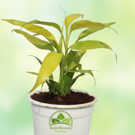 Lucky Bamboo Plant - Home -  - Corporate Office - Plants On Rent - Best Plant Nursery in Noida - Indoor Plants - Vertical Garden