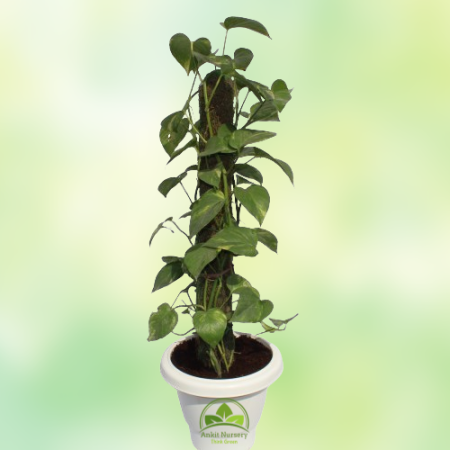 Money Plant With Mossstick - Home -  - Corporate Office - Plants On Rent - Best Plant Nursery in Noida - Indoor Plants - Vertica