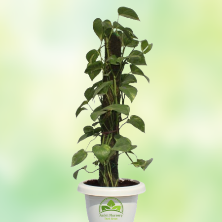 Money Plant With Mossstick - Home -  - Corporate Office - Plants On Rent - Best Plant Nursery in Noida - Indoor Plants - Vertica