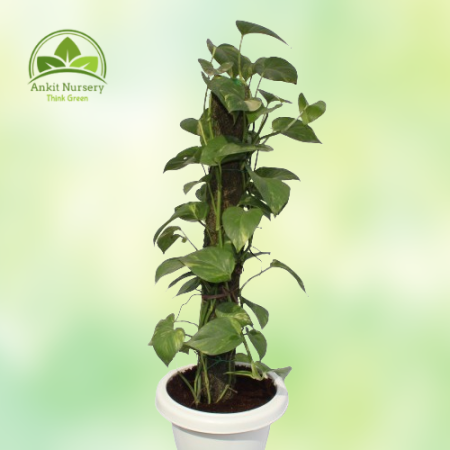 Money Plant With Mossstick - Home -  - Corporate Office - Plants On Rent - Best Plant Nursery in Noida - Indoor Plants - Vertica