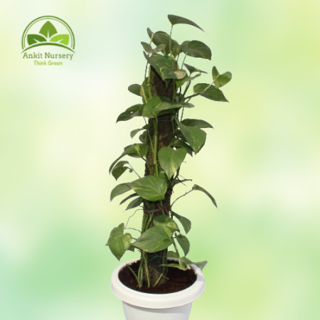 Money Plant With Mossstick - Home -  - Corporate Office - Plants On Rent - Best Plant Nursery in Noida - Indoor Plants - Vertica