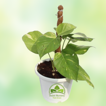 Money Plant With Small Mossstick - Home -  - Corporate Office - Plants On Rent - Best Plant Nursery in Noida - Indoor Plants - V