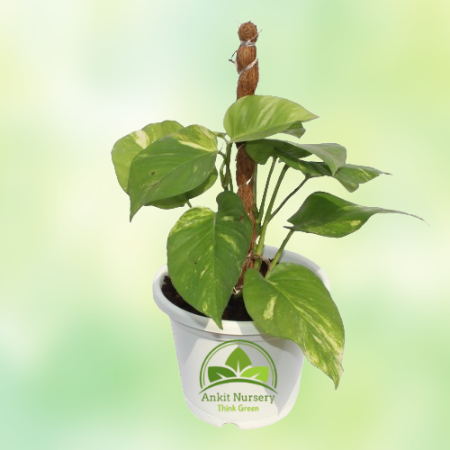 Money Plant With Small Mossstick - Home -  - Corporate Office - Plants On Rent - Best Plant Nursery in Noida - Indoor Plants - V