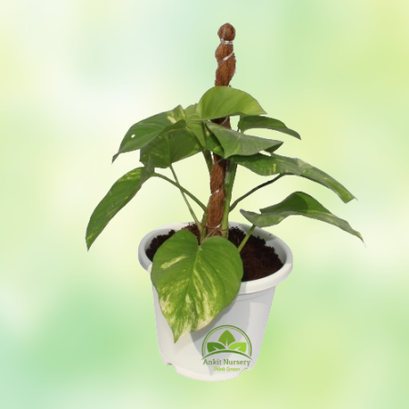 Money Plant With Small Mossstick - Home -  - Corporate Office - Plants On Rent - Best Plant Nursery in Noida - Indoor Plants - V