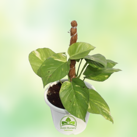 Money Plant With Small Mossstick - Home -  - Corporate Office - Plants On Rent - Best Plant Nursery in Noida - Indoor Plants - V