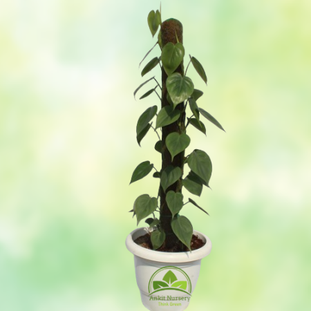 Oxycardium Plant - Home -  - Corporate Office - Plants On Rent - Best Plant Nursery in Noida - Indoor Plants - Vertical Garden L