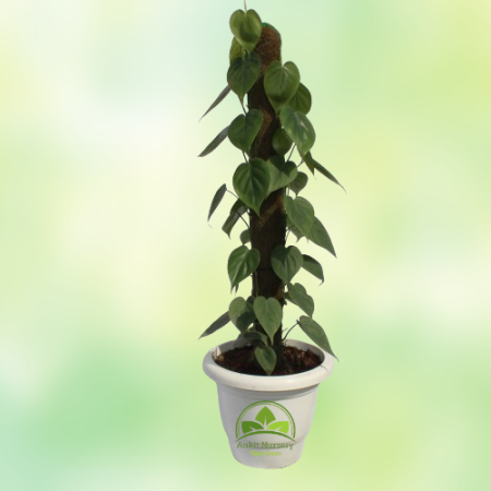 Oxycardium Plant - Home -  - Corporate Office - Plants On Rent - Best Plant Nursery in Noida - Indoor Plants - Vertical Garden L