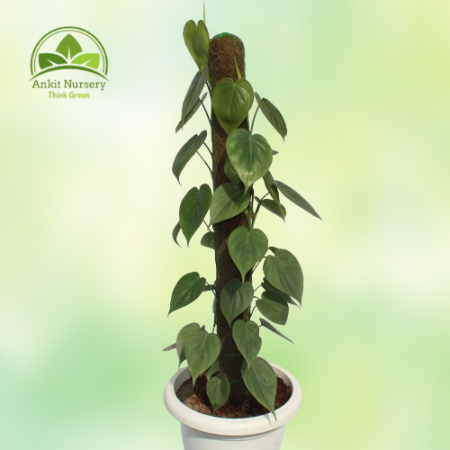 Oxycardium Plant - Home -  - Corporate Office - Plants On Rent - Best Plant Nursery in Noida - Indoor Plants - Vertical Garden L