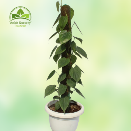 Oxycardium Plant - Home -  - Corporate Office - Plants On Rent - Best Plant Nursery in Noida - Indoor Plants - Vertical Garden L