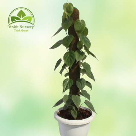 Oxycardium Plant - Home -  - Corporate Office - Plants On Rent - Best Plant Nursery in Noida - Indoor Plants - Vertical Garden L