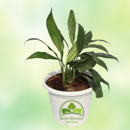 Peace Lily - Home -  - Corporate Office - Plants On Rent - Best Plant Nursery in Noida - Indoor Plants - Vertical Garden Landsca