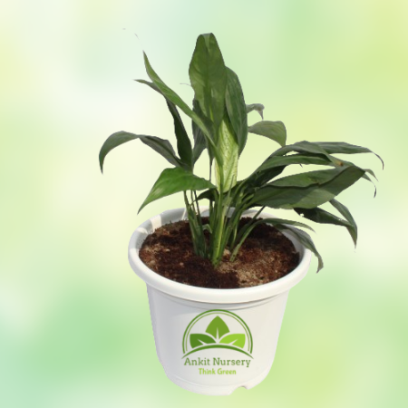 Peace Lily - Home -  - Corporate Office - Plants On Rent - Best Plant Nursery in Noida - Indoor Plants - Vertical Garden Landsca