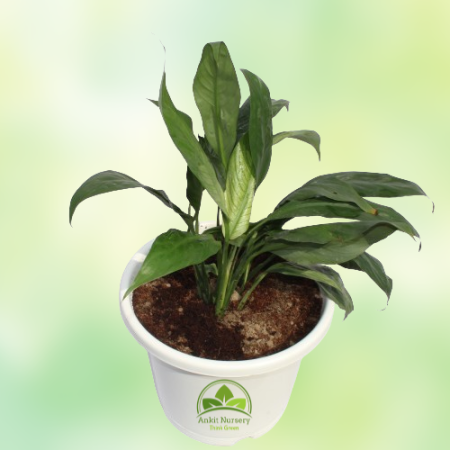 Peace Lily - Home -  - Corporate Office - Plants On Rent - Best Plant Nursery in Noida - Indoor Plants - Vertical Garden Landsca