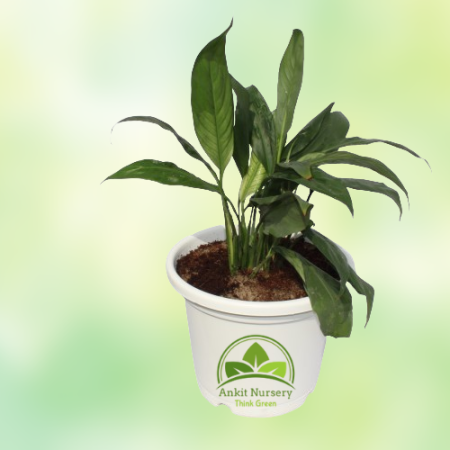 Peace Lily - Home -  - Corporate Office - Plants On Rent - Best Plant Nursery in Noida - Indoor Plants - Vertical Garden Landsca