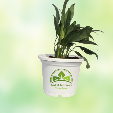 Peace Lily - Home -  - Corporate Office - Plants On Rent - Best Plant Nursery in Noida - Indoor Plants - Vertical Garden Landsca