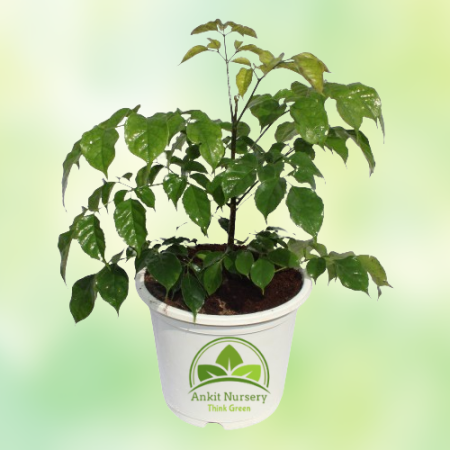 Radermachera Plant - Home -  - Corporate Office - Plants On Rent - Best Plant Nursery in Noida - Indoor Plants - Vertical Garden