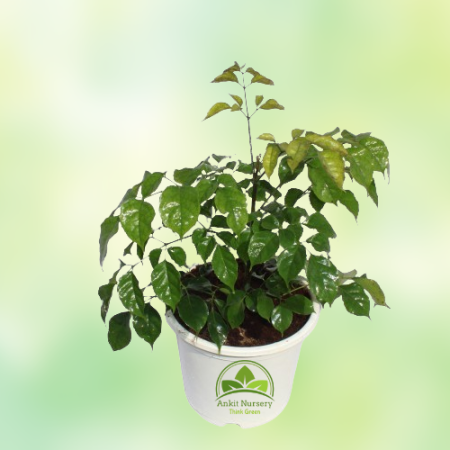 Radermachera Plant - Home -  - Corporate Office - Plants On Rent - Best Plant Nursery in Noida - Indoor Plants - Vertical Garden