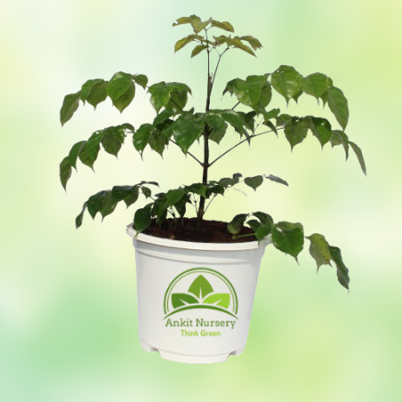 Radermachera Plant - Home -  - Corporate Office - Plants On Rent - Best Plant Nursery in Noida - Indoor Plants - Vertical Garden