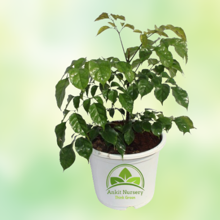 Radermachera Plant - Home -  - Corporate Office - Plants On Rent - Best Plant Nursery in Noida - Indoor Plants - Vertical Garden