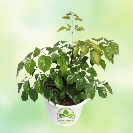 Radermachera Plant - Home -  - Corporate Office - Plants On Rent - Best Plant Nursery in Noida - Indoor Plants - Vertical Garden