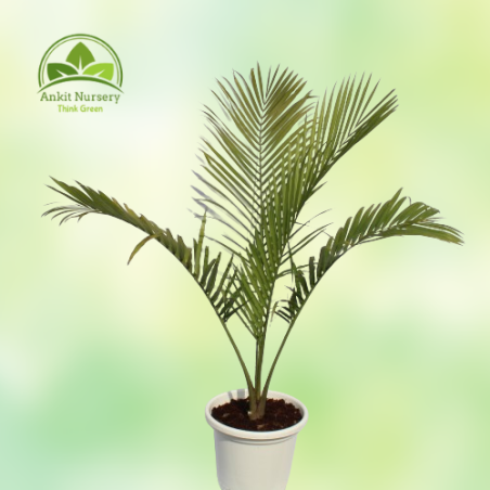 Ravenea Palm Majesty Palm - Home -  - Corporate Office - Plants On Rent - Best Plant Nursery in Noida - Indoor Plants - Vertical