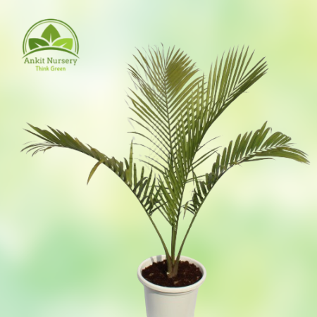 Ravenea Palm Majesty Palm - Home -  - Corporate Office - Plants On Rent - Best Plant Nursery in Noida - Indoor Plants - Vertical