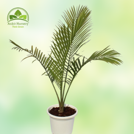 Ravenea Palm Majesty Palm - Home -  - Corporate Office - Plants On Rent - Best Plant Nursery in Noida - Indoor Plants - Vertical