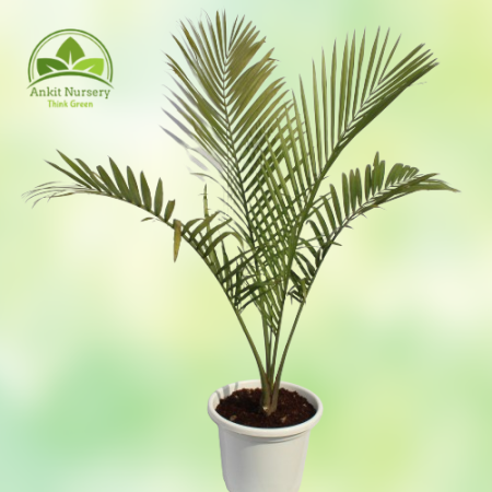 Ravenea Palm Majesty Palm - Home -  - Corporate Office - Plants On Rent - Best Plant Nursery in Noida - Indoor Plants - Vertical