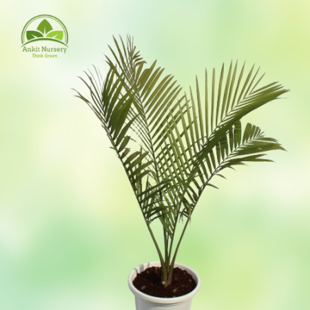 Ravenea Palm Majesty Palm - Home -  - Corporate Office - Plants On Rent - Best Plant Nursery in Noida - Indoor Plants - Vertical