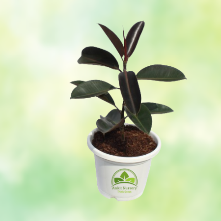 Rubber Plant - Home -  - Corporate Office - Plants On Rent - Best Plant Nursery in Noida - Indoor Plants - Vertical Garden Lands