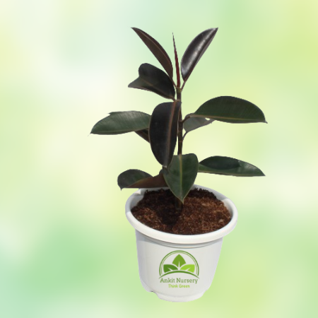 Rubber Plant - Home -  - Corporate Office - Plants On Rent - Best Plant Nursery in Noida - Indoor Plants - Vertical Garden Lands