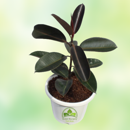 Rubber Plant - Home -  - Corporate Office - Plants On Rent - Best Plant Nursery in Noida - Indoor Plants - Vertical Garden Lands