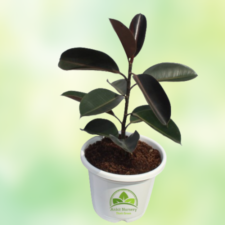 Rubber Plant - Home -  - Corporate Office - Plants On Rent - Best Plant Nursery in Noida - Indoor Plants - Vertical Garden Lands