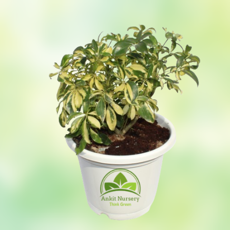 Saplera Plant Mini - Home -  - Corporate Office - Plants On Rent - Best Plant Nursery in Noida - Indoor Plants - Vertical Garden