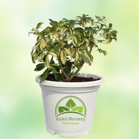 Saplera Plant Mini - Home -  - Corporate Office - Plants On Rent - Best Plant Nursery in Noida - Indoor Plants - Vertical Garden