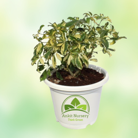 Saplera Plant Mini - Home -  - Corporate Office - Plants On Rent - Best Plant Nursery in Noida - Indoor Plants - Vertical Garden