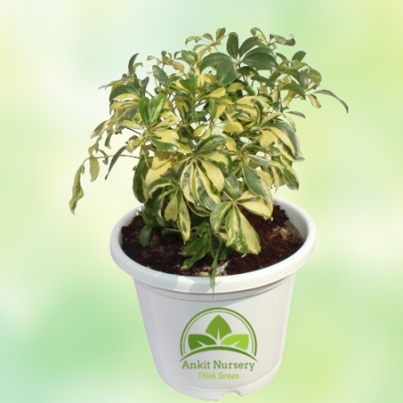 Saplera Plant Mini - Home -  - Corporate Office - Plants On Rent - Best Plant Nursery in Noida - Indoor Plants - Vertical Garden