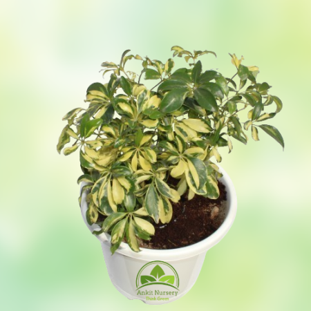 Saplera Plant Mini - Home -  - Corporate Office - Plants On Rent - Best Plant Nursery in Noida - Indoor Plants - Vertical Garden