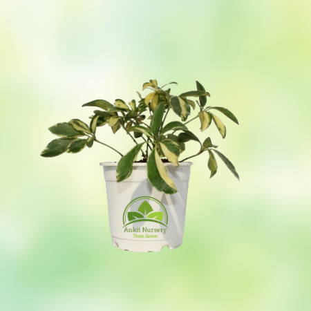 Saplera Plant With 10'' White Pot - Home -  - Corporate Office - Plants On Rent - Best Plant Nursery in Noida - Indoor Plants - 