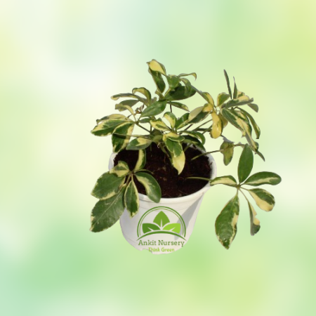 Saplera Plant With 10'' White Pot - Home -  - Corporate Office - Plants On Rent - Best Plant Nursery in Noida - Indoor Plants - 