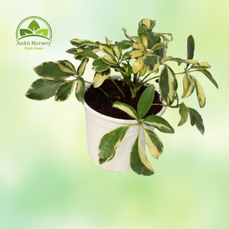 Saplera Plant With 10'' White Pot - Home -  - Corporate Office - Plants On Rent - Best Plant Nursery in Noida - Indoor Plants - 