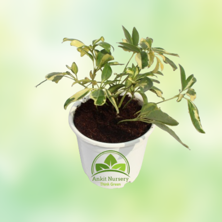 Saplera Plant With 10'' White Pot - Home -  - Corporate Office - Plants On Rent - Best Plant Nursery in Noida - Indoor Plants - 