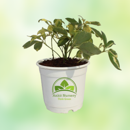 Saplera Plant With 10'' White Pot - Home -  - Corporate Office - Plants On Rent - Best Plant Nursery in Noida - Indoor Plants - 