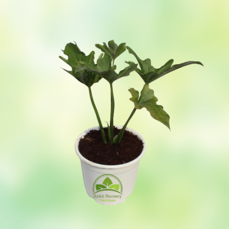 Seelam Plant - Home -  - Corporate Office - Plants On Rent - Best Plant Nursery in Noida - Indoor Plants - Vertical Garden Lands