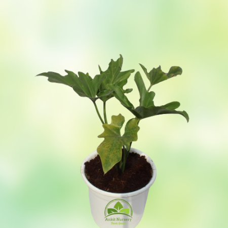 Seelam Plant - Home -  - Corporate Office - Plants On Rent - Best Plant Nursery in Noida - Indoor Plants - Vertical Garden Lands