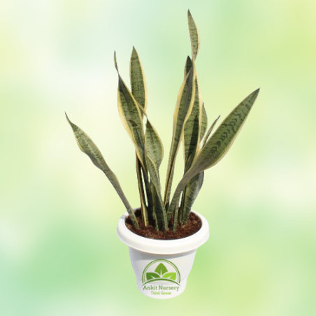 Snake Plant  Dracaena Trifasciata - Home -  - Corporate Office - Plants On Rent - Best Plant Nursery in Noida - Indoor Plants - 