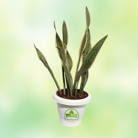 Snake Plant  Dracaena Trifasciata - Home -  - Corporate Office - Plants On Rent - Best Plant Nursery in Noida - Indoor Plants - 