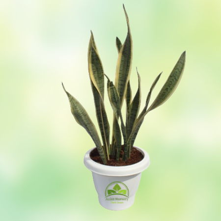 Snake Plant  Dracaena Trifasciata - Home -  - Corporate Office - Plants On Rent - Best Plant Nursery in Noida - Indoor Plants - 